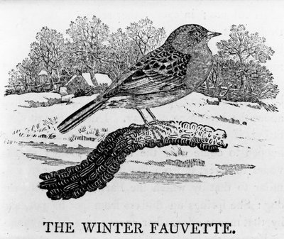 La Fauvette d