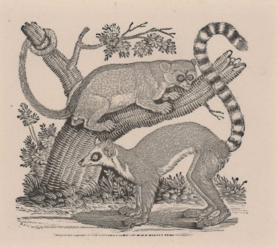 Due Lemuri, da "Storia Generale dei Quadrupedi" da Thomas Bewick