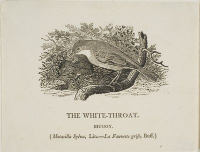 Gola bianca (uccello) da Thomas Bewick
