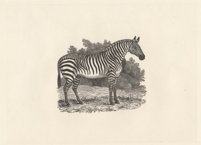 Zebra da Thomas Bewick