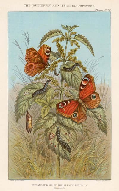 Metamorfosi della farfalla pavone, 1888 da Thomas Brown