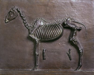 Scheletro di cavallo da Thomas Cowperthwait Eakins