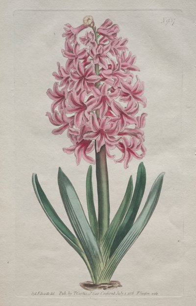The Botanical Magazine or Flower Garden Displayed: Giacinto da giardino, 1806 da Thomas Curtis