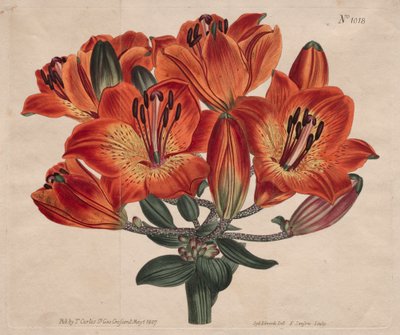 Il Magazine Botanico o Giardino dei Fiori: Giglio arancione a ombrello da Thomas Curtis