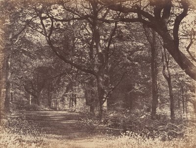 Scena nel Bosco, Norton, Cheshire da Thomas Davies