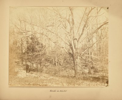 Boschi in inverno da Thomas E. Jevons