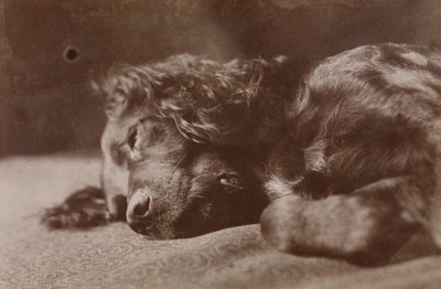 Boyce, ritratto di un cane setter da Thomas Eakins