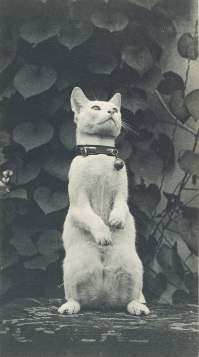 Gatto nel cortile di Eakins da Thomas Eakins