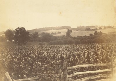 [Cornfield, Avondale, PA] da Thomas Eakins