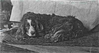 Il cane di Eakins, c. 1880-1890 da Thomas Eakins