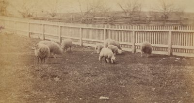 [Pecore al pascolo nella fattoria di Avondale, PA]. da Thomas Eakins