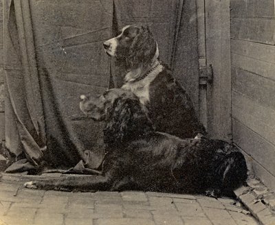 Cani di Thomas Eakins, 1884 da Thomas Eakins