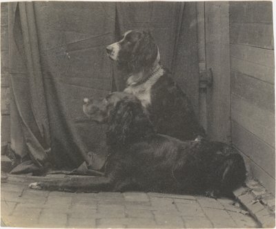[Il cane Harry di Thomas Eakins e un altro setter], 1880 da Thomas Eakins