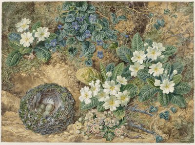 Natura morta con nido di uccelli, violette, primule e fiori di melo da Thomas Frederick Collier