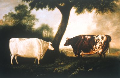 Due bovini Shorthorn da Thomas Harrington Wilson