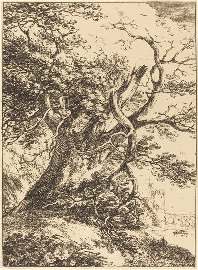 Vecchio albero da Thomas Hearne