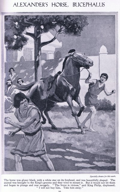 Il cavallo di Alessandro, Bucefalo: il cavallo era nero lucido con una stella bianca sulla fronte, 1950 circa (litografia) da Thomas Heath Robinson