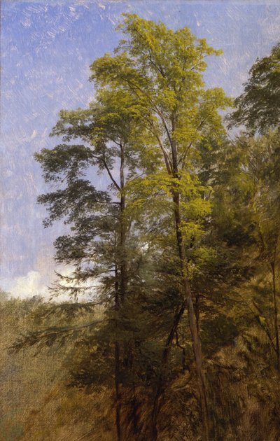 Studio di albero, Catskill Clove, N.Y. da Thomas Hiram Hotchkiss