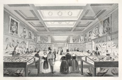 Museo Britannico, Galleria Zoologica, da 
