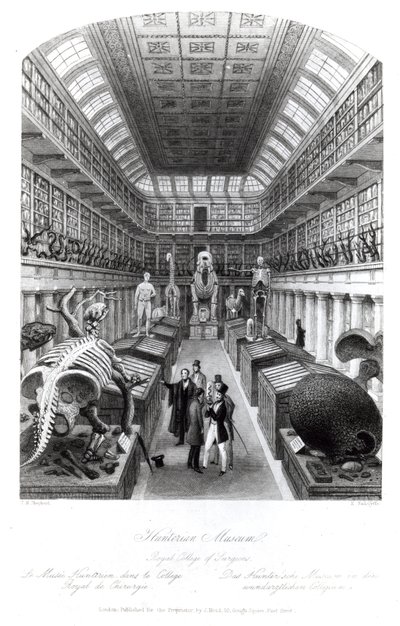 Il Museo Hunterian, illustrazione per 