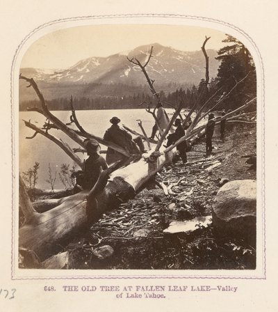 Il vecchio albero del lago Fallen Leaf da Thomas Houseworth