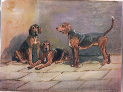 Cani, illustrazione da 