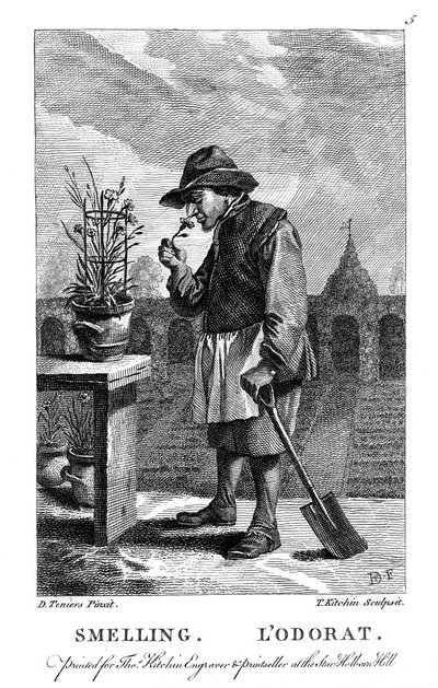 Giardiniere che annusa un garofano o Dianthus rosa, c1750 da Thomas Kitchin