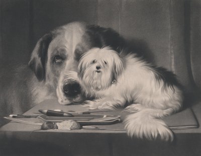 Il cane-leone di Malta - L