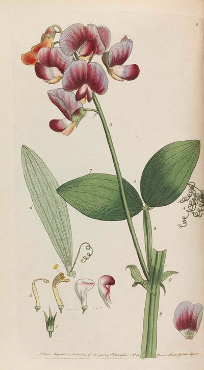 Flora rustica da Thomas Martyn
