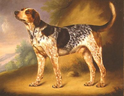 Il Cane di Richard Strachey 