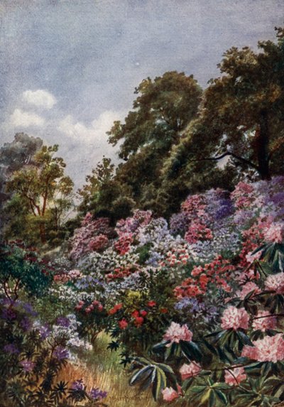 Giardini di Kew: La Valle dei Rododendri da Thomas Mower Martin