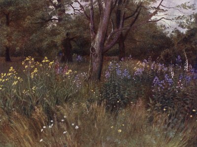 Kew Gardens: Fiori selvatici nei boschi di faggi da Thomas Mower Martin