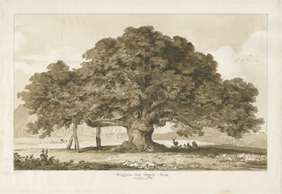 Blithfield - Quercia del mendicante da Thomas Peploe Wood