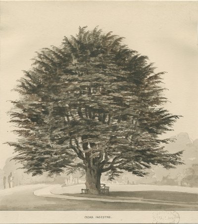 Ingestre - Cedro da Thomas Peploe Wood