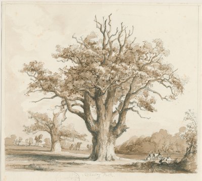 Teddesley Hall - Querce: disegno a matita e lavaggio, nd [Nov 1842] da Thomas Peploe Wood