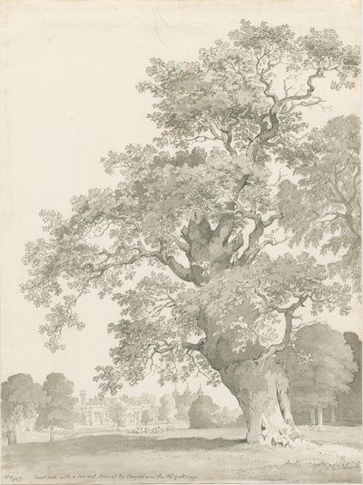 Tixall - Quercia da Thomas Peploe Wood