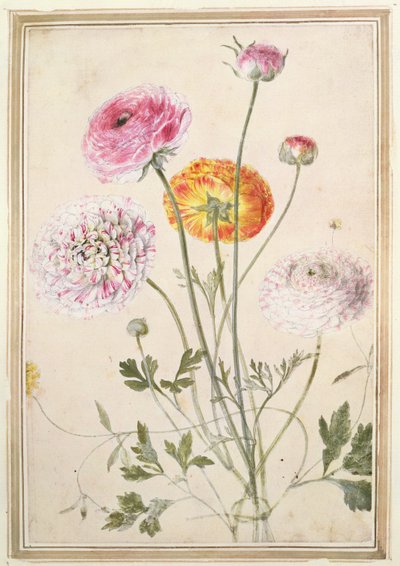 Studio di Fiori da Thomas Robins