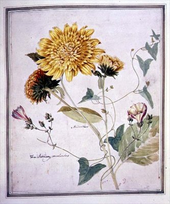 Helianthus e convolvolo da Thomas Robins