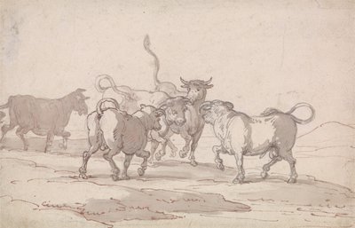 Un gruppo di cinque tori in procinto di combattere da Thomas Rowlandson
