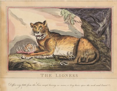 Set di otto con frontespizio. “Animali stranieri e domestici”. 4. La tigre da Thomas Rowlandson