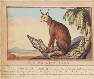 Set di otto con frontespizio. “Animali stranieri e domestici”. 7. La lince persiana da Thomas Rowlandson