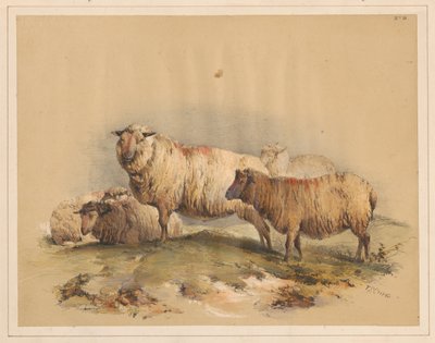 Pecore, n. 18 da Thomas Sidney Cooper