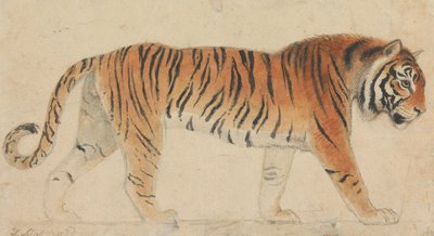 Una tigre, a figura intera, di profilo, rivolta verso destra da Thomas Stothard