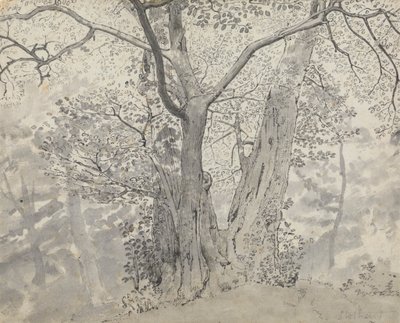 Studio di Albero da Thomas Stothard