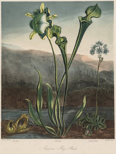 Il tempio della flora: Piante di palude americane da Thomas Sutherland