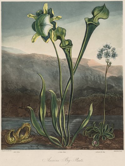 Il Tempio della Flora: Piante palustri americane da Thomas Sutherland
