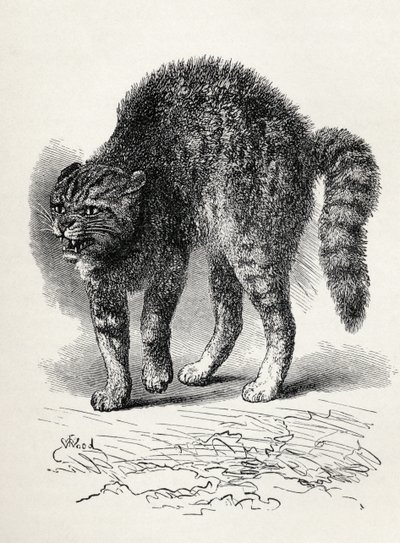 Gatto terrorizzato da un cane, da 