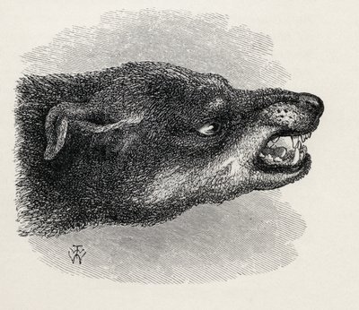 Testa di cane ringhiante, da 