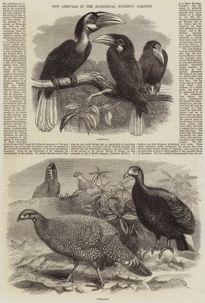Nuovi arrivi ai Giardini della Società Zoologica da Thomas W. Wood