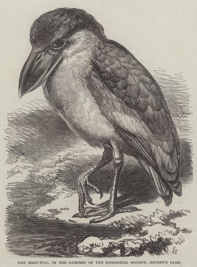 Il Boat-Bill, nei giardini della Zoological Society, Regent